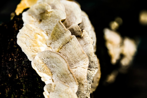 Nahaufnahme eines Pilzes über einem Baum