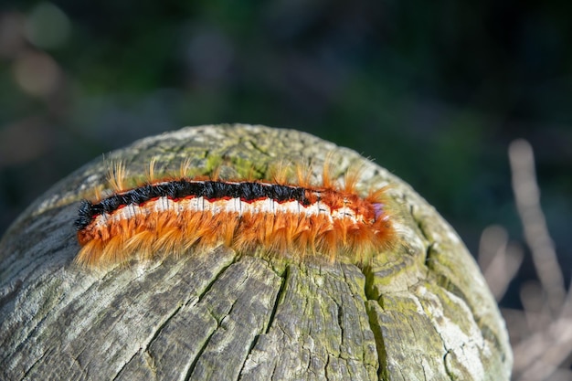 Foto nahaufnahme eines pilzes