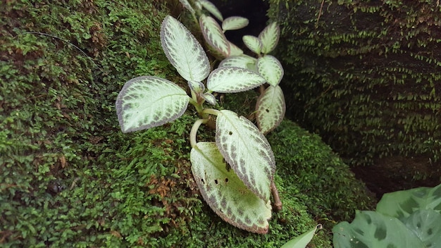 Nahaufnahme eines Pilzwachstums im Wald