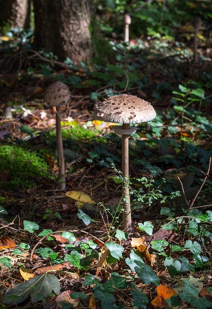 Foto nahaufnahme eines pilzwachstums im wald