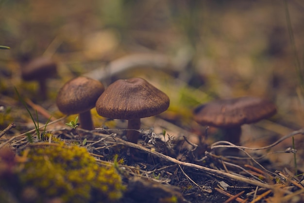 Nahaufnahme eines Pilzwachstums im Wald