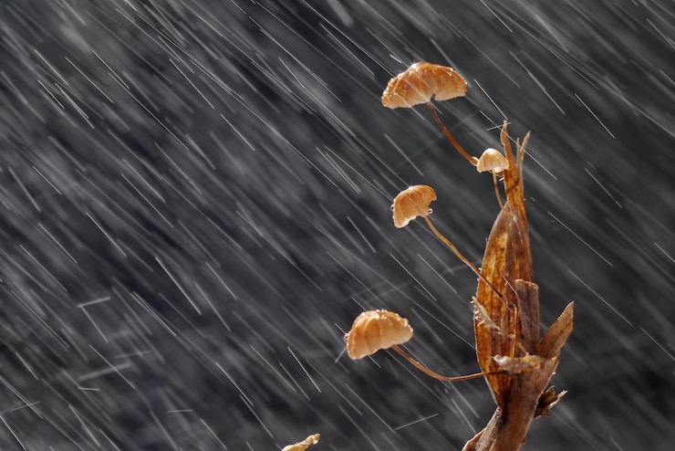 Foto nahaufnahme eines pilzwachstums während der regenzeit