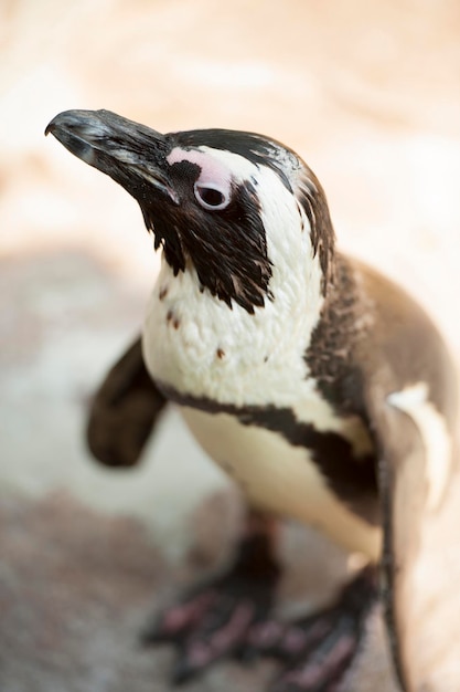 Foto nahaufnahme eines pinguins auf einem felsen