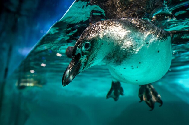Foto nahaufnahme eines pinguins, der im aquarium schwimmt
