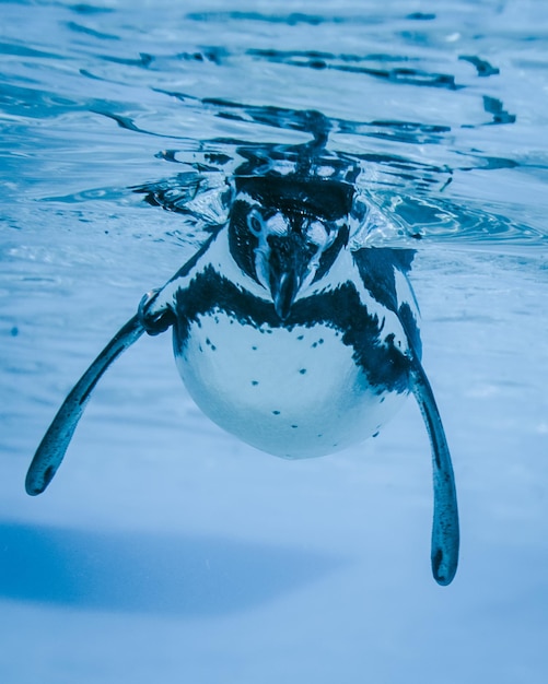 Foto nahaufnahme eines pinguins im meer