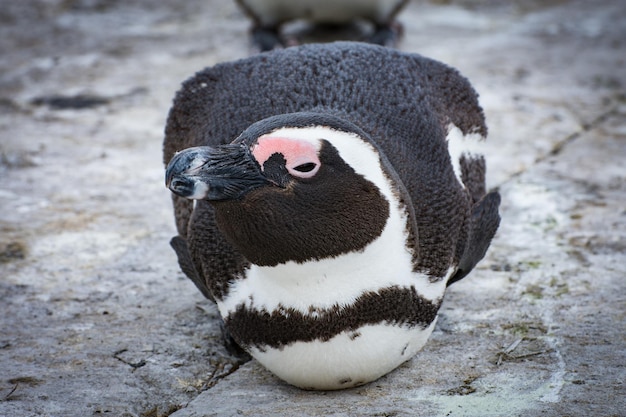 Foto nahaufnahme eines pinguins