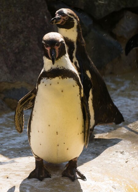 Foto nahaufnahme eines pinguins