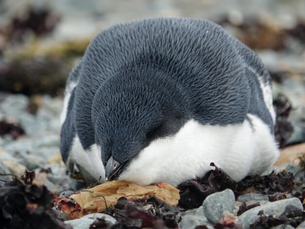 Foto nahaufnahme eines pinguins