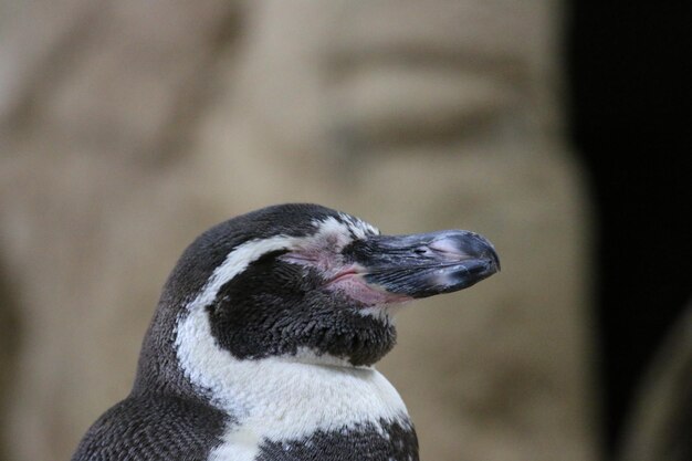 Foto nahaufnahme eines pinguins