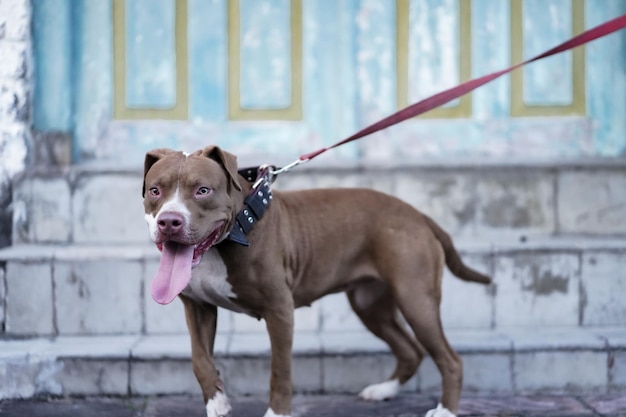 Nahaufnahme eines Pitbull-Hundes, mit dem in einem städtischen Gebiet gespielt wird