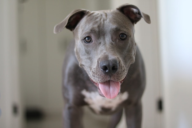 Nahaufnahme eines Pitbull-Welpenhundes zu Hause.