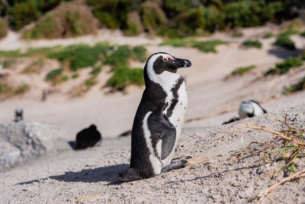 Nahaufnahme eines Porträts eines afrikanischen Pinguins, der am Ufer gesehen wird