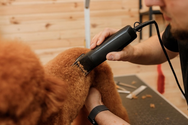 Nahaufnahme eines professionellen männlichen Groomers, der im Pflegesalon mit professioneller Ausrüstung einen Haarschnitt eines Pudel-Teetassenhundes macht