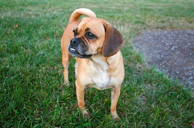 Nahaufnahme eines Puggle auf einem grünen Rasen