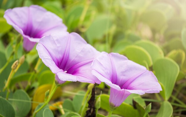 Foto nahaufnahme eines purpurfarbenen krokus, der im freien blüht