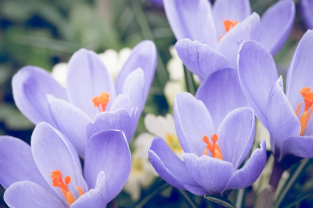 Foto nahaufnahme eines purpurroten krokus, der im freien blüht