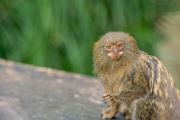 Foto nahaufnahme eines pygmäen-marmoset-affen