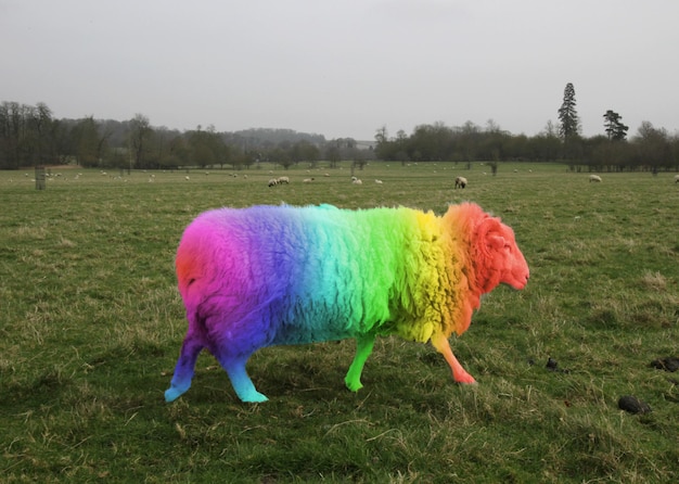 Nahaufnahme eines regenbogenfarbenen Schafes, das auf einem Feld spazieren geht