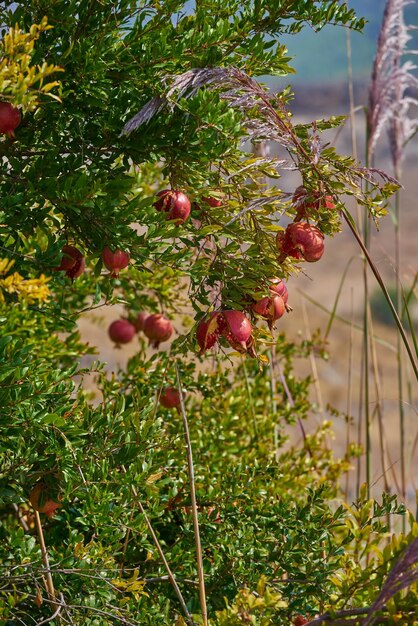 Nahaufnahme eines reifen Granatapfels, der an einem Sommertag im Garten draußen an einem Zweig hängt. Zoomen Sie auf eine Gruppe frischer und gesunder roter Früchte, die zu Hause im Hinterhof wachsen