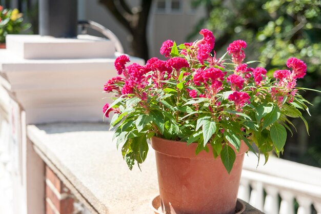 Foto nahaufnahme eines rosa blumentopfes auf einer topfpflanze