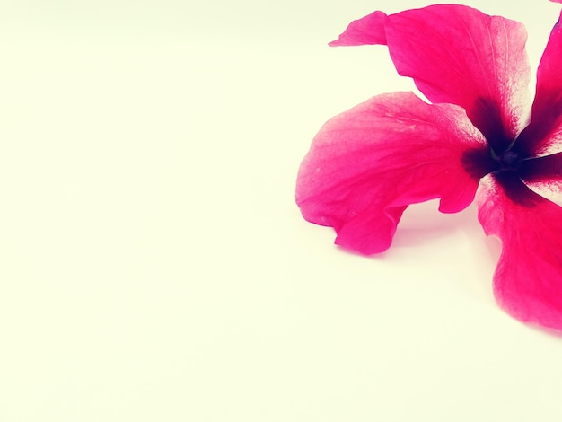 Foto nahaufnahme eines rosa hibiskus auf weißem hintergrund