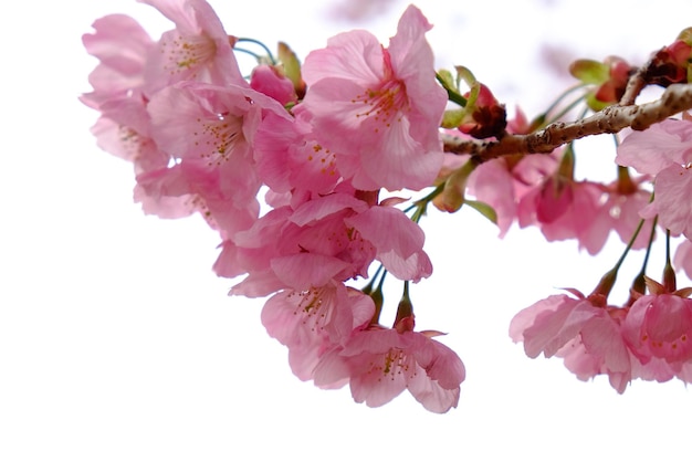 Nahaufnahme eines rosa Kirschblütenbaums