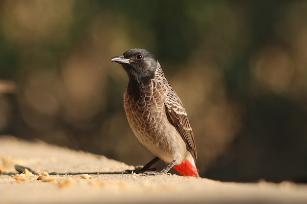 Nahaufnahme eines rot belüfteten Bulbul-Vogels