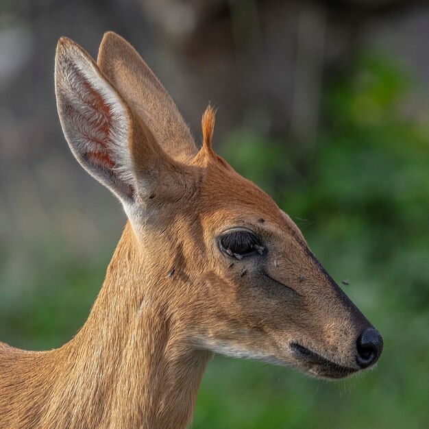 Foto nahaufnahme eines roten duikers in der nähe von grootfontein in namibia