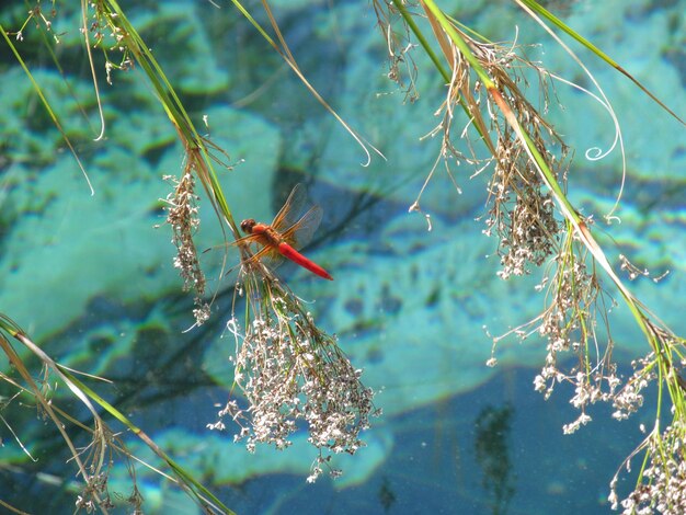 Nahaufnahme eines roten Insekten auf einer Pflanze