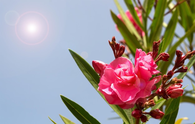 Nahaufnahme eines roten Oleanders