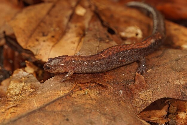 Foto nahaufnahme eines rotrücken-salamanders (plethodon cinereus) auf getrockneten braunen blättern