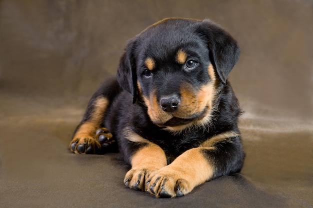 Nahaufnahme eines Rottweiler-Hündchens, der auf dem Boden sitzt