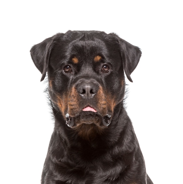 Nahaufnahme eines Rottweiler-Hundes