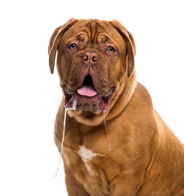 Nahaufnahme eines sabbernden Dogue de Bordeaux