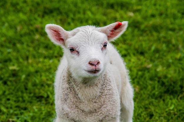 Foto nahaufnahme eines schafes auf dem feld