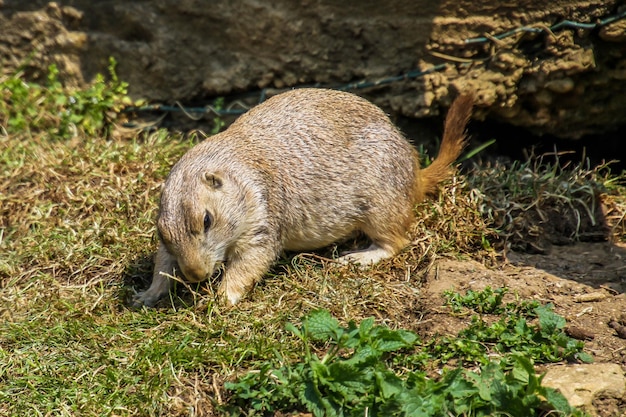 Foto nahaufnahme eines schafes auf dem feld