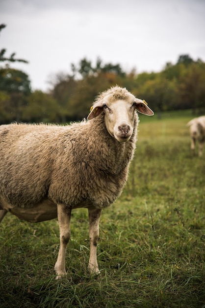 Nahaufnahme eines Schafes auf einer Wiese an einem regnerischen Tag