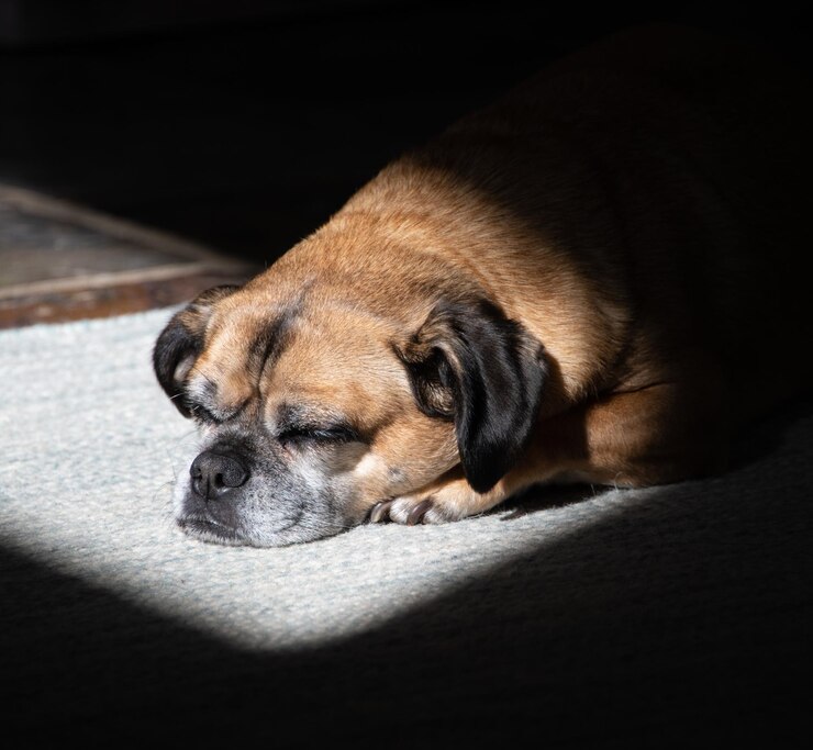 Foto nahaufnahme eines schlafenden hundes