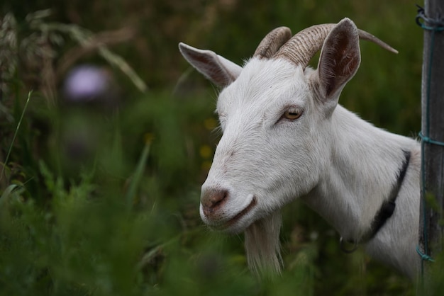 Foto nahaufnahme eines schlucks auf dem feld