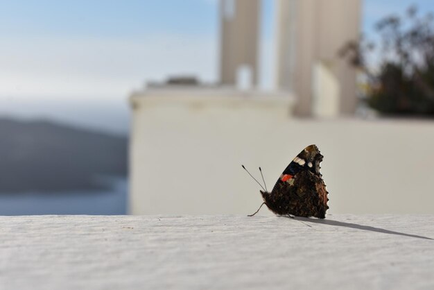 Foto nahaufnahme eines schmetterlings an der stützwand