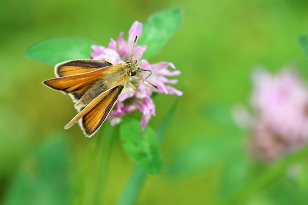 Foto nahaufnahme eines schmetterlings auf blumen