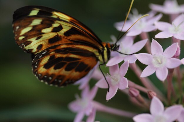 Foto nahaufnahme eines schmetterlings auf blumen