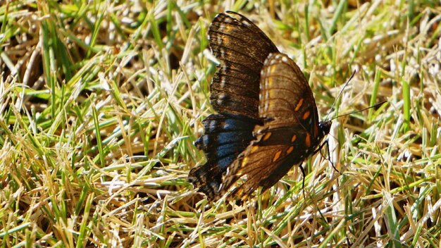 Nahaufnahme eines Schmetterlings auf dem Gras