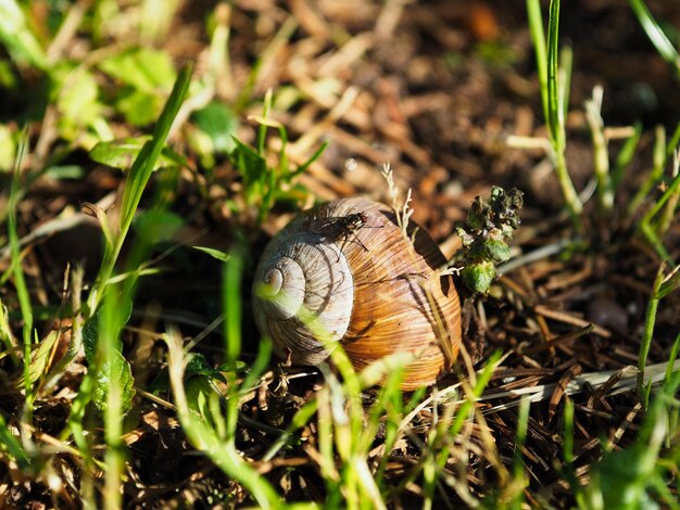 Foto nahaufnahme eines schmetterlings auf dem gras