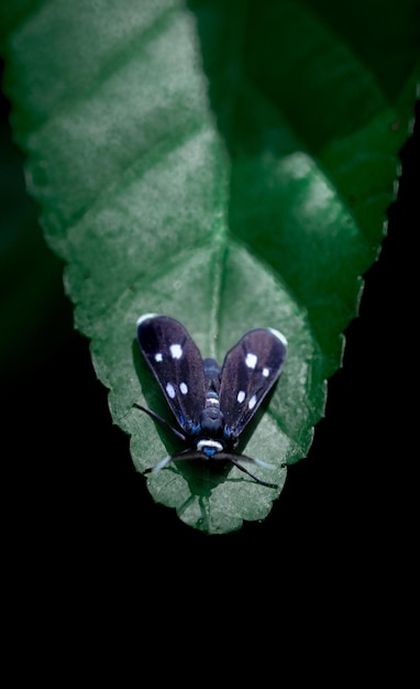 Foto nahaufnahme eines schmetterlings auf einem blatt