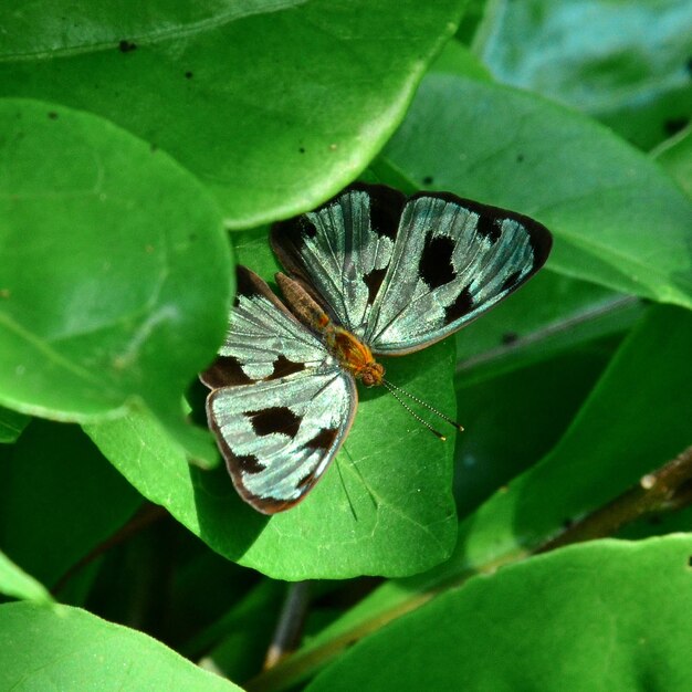 Foto nahaufnahme eines schmetterlings auf einem blatt