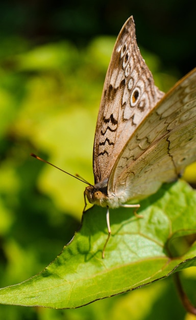 Nahaufnahme eines Schmetterlings auf einem Blatt