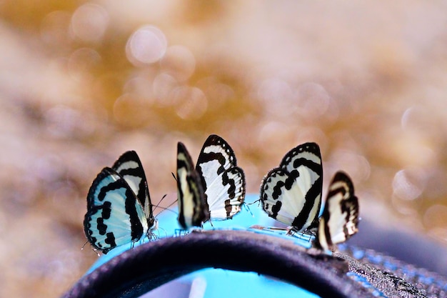 Foto nahaufnahme eines schmetterlings auf einem blatt