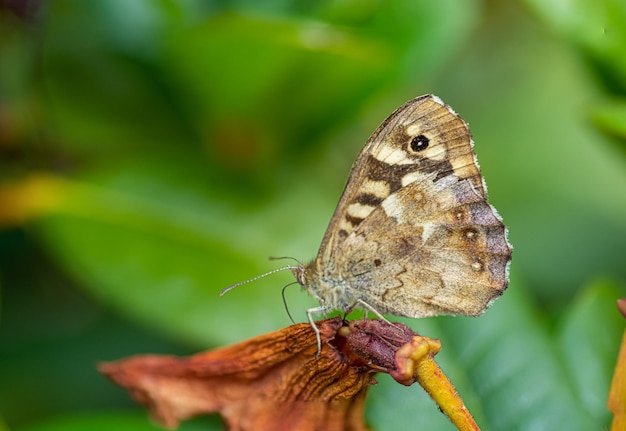 Nahaufnahme eines Schmetterlings auf einem Blatt