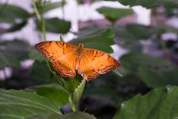 Nahaufnahme eines Schmetterlings auf einem Blatt